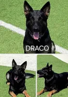 Gee Gee, a female German Shepherd Dog for sale in Rio Vista, TX – 10 of 10