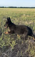 Gee Gee, a female German Shepherd Dog for sale in Rio Vista, TX – 7 of 10