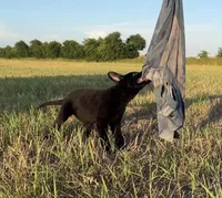 Gracey , a female German Shepherd Dog for sale in Rio Vista, TX – 8 of 10
