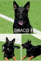 Gipper, a male German Shepherd Dog for sale in Rio Vista, TX – 8 of 8