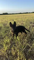 Gee Gee, a female German Shepherd Dog for sale in Rio Vista, TX – 6 of 10