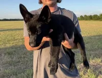Gracey , a female German Shepherd Dog for sale in Rio Vista, TX – 4 of 10