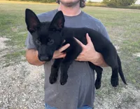 Gina , a female German Shepherd Dog for sale in Rio Vista, TX – 1 of 10