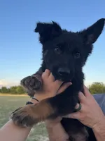 Gonzo , a male German Shepherd Dog for sale in Rio Vista, TX – 2 of 10