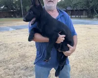 Gipper, a male German Shepherd Dog for sale in Rio Vista, TX – 4 of 8