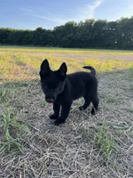 Gipper, a male German Shepherd Dog for sale in Rio Vista, TX – 2 of 8