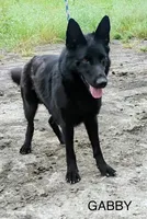 Gina , a female German Shepherd Dog for sale in Rio Vista, TX – 10 of 10