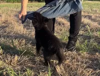 Gonzo , a male German Shepherd Dog for sale in Rio Vista, TX – 8 of 10