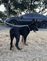 Gee Gee, a female German Shepherd Dog for sale in Rio Vista, TX – 1 of 7