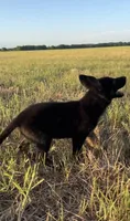 Gee Gee, a female German Shepherd Dog for sale in Rio Vista, TX – 8 of 10