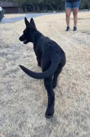 Gipper, a male German Shepherd Dog for sale in Rio Vista, TX – 3 of 8