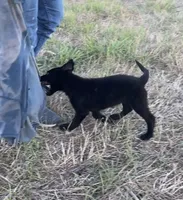 Gina , a female German Shepherd Dog for sale in Rio Vista, TX – 8 of 10