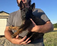 Gee Gee, a female German Shepherd Dog for sale in Rio Vista, TX – 3 of 10