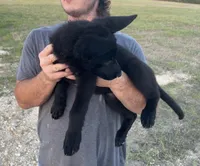 Gina , a female German Shepherd Dog for sale in Rio Vista, TX – 7 of 10