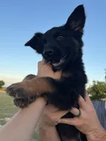 Gonzo , a male German Shepherd Dog for sale in Rio Vista, TX – 1 of 10