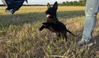 Gracey , a female German Shepherd Dog for sale in Rio Vista, TX – 6 of 10