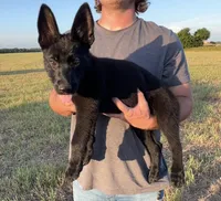 Gracey , a female German Shepherd Dog for sale in Rio Vista, TX – 2 of 10