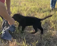 Gipper, a male German Shepherd Dog for sale in Rio Vista, TX – 6 of 8