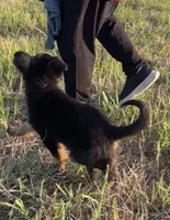 Gonzo , a male German Shepherd Dog for sale in Rio Vista, TX – 7 of 10