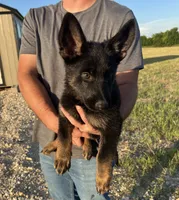 Gee Gee, a female German Shepherd Dog for sale in Rio Vista, TX – 2 of 10
