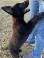 Gina , a female German Shepherd Dog for sale in Rio Vista, TX – 5 of 10