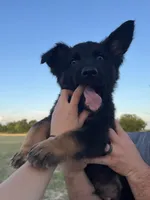 Gonzo , a male German Shepherd Dog for sale in Rio Vista, TX – 3 of 10