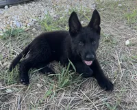 Gipper, a male German Shepherd Dog for sale in Rio Vista, TX – 1 of 8