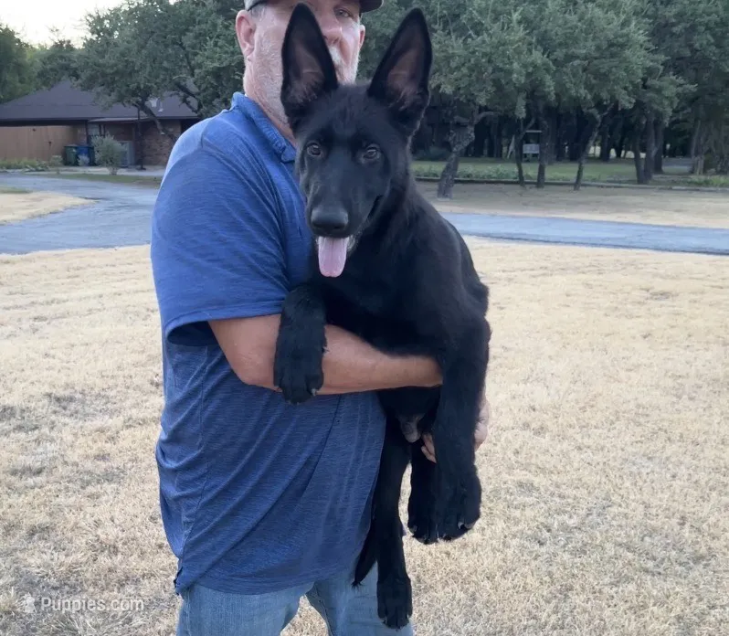 Gipper – German Shepherd Dog puppy for sale in Rio Vista, TX