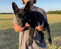 Gracey , a female German Shepherd Dog for sale in Rio Vista, TX – 5 of 10