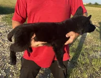 Gipper, a male German Shepherd Dog for sale in Rio Vista, TX – 5 of 8
