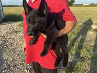 Gipper, a male German Shepherd Dog for sale in Rio Vista, TX – 4 of 8
