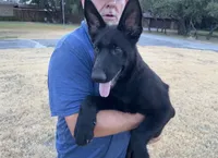 Gipper, a male German Shepherd Dog for sale in Rio Vista, TX – 2 of 8