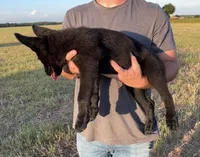 Gracey , a female German Shepherd Dog for sale in Rio Vista, TX – 3 of 10
