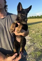 Gee Gee, a female German Shepherd Dog for sale in Rio Vista, TX – 4 of 7