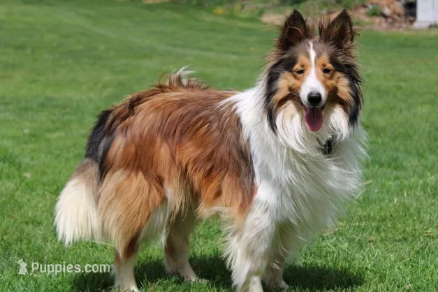 Marco – Shetland Sheepdog puppy for sale in Womelsdorf, PA