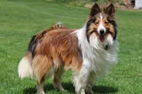 Marco, a male Shetland Sheepdog for sale in Womelsdorf, PA – 1 of 3