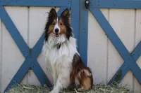 Marco, a male Shetland Sheepdog for sale in Womelsdorf, PA – 3 of 3