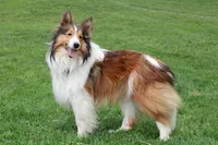 Marco, a male Shetland Sheepdog for sale in Womelsdorf, PA – 2 of 3