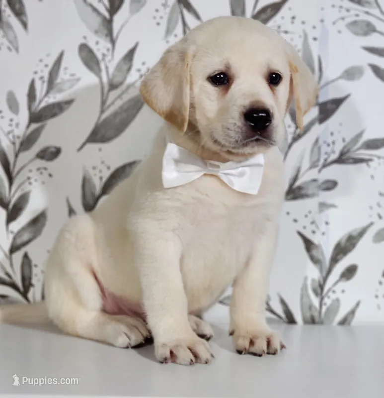 FULL ENGLISH WHITE COLLAR – Labrador Retriever puppy for sale in Carson City, MI