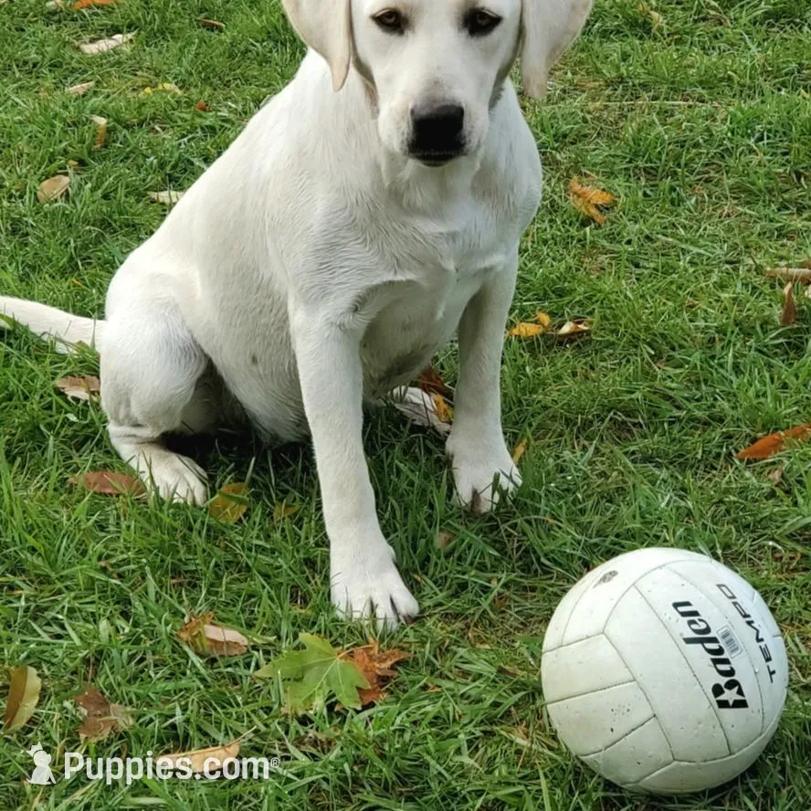 AKC FULL ENGLISH LAB PUPPY, a male Labrador Retriever for sale in Carson City, MI – Photo 5 of 6