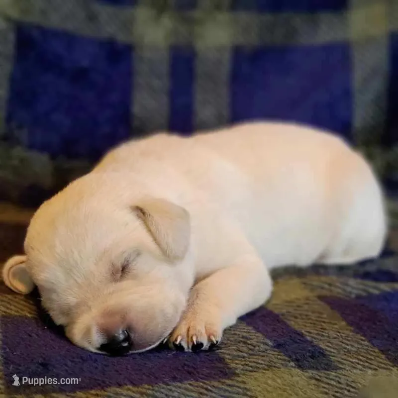 AKC FULL ENGLISH LAB PUPPY