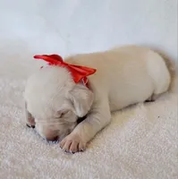 AKC FULL ENGLISH LAB PUPPY(RED COLLAR), a male Labrador Retriever for sale in Carson City, MI – Photo 2 of 5