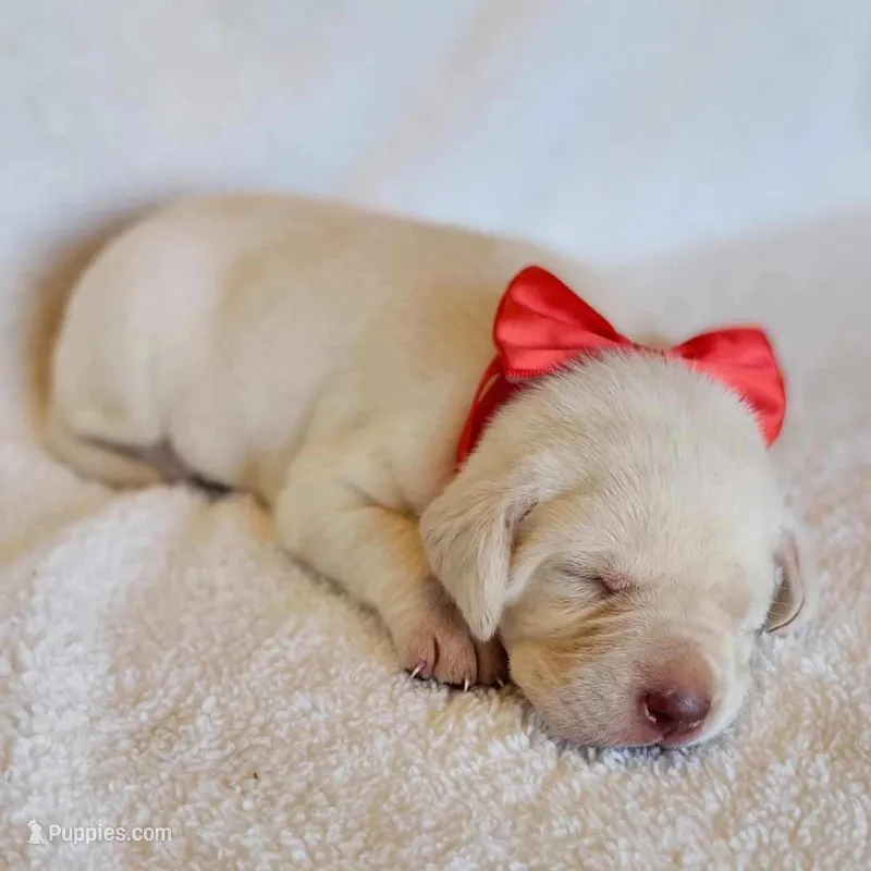 AKC FULL ENGLISH LAB PUPPY(RED COLLAR), a male Labrador Retriever for sale in Carson City, MI – Photo 1 of 5