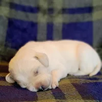 AKC FULL ENGLISH LAB PUPPY, a male Labrador Retriever for sale in Carson City, MI – Photo 4 of 6
