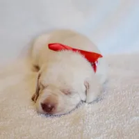 AKC FULL ENGLISH LAB PUPPY(RED COLLAR), a male Labrador Retriever for sale in Carson City, MI – Photo 3 of 5