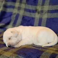 AKC FULL ENGLISH LAB PUPPY, a male Labrador Retriever for sale in Carson City, MI – Photo 3 of 6