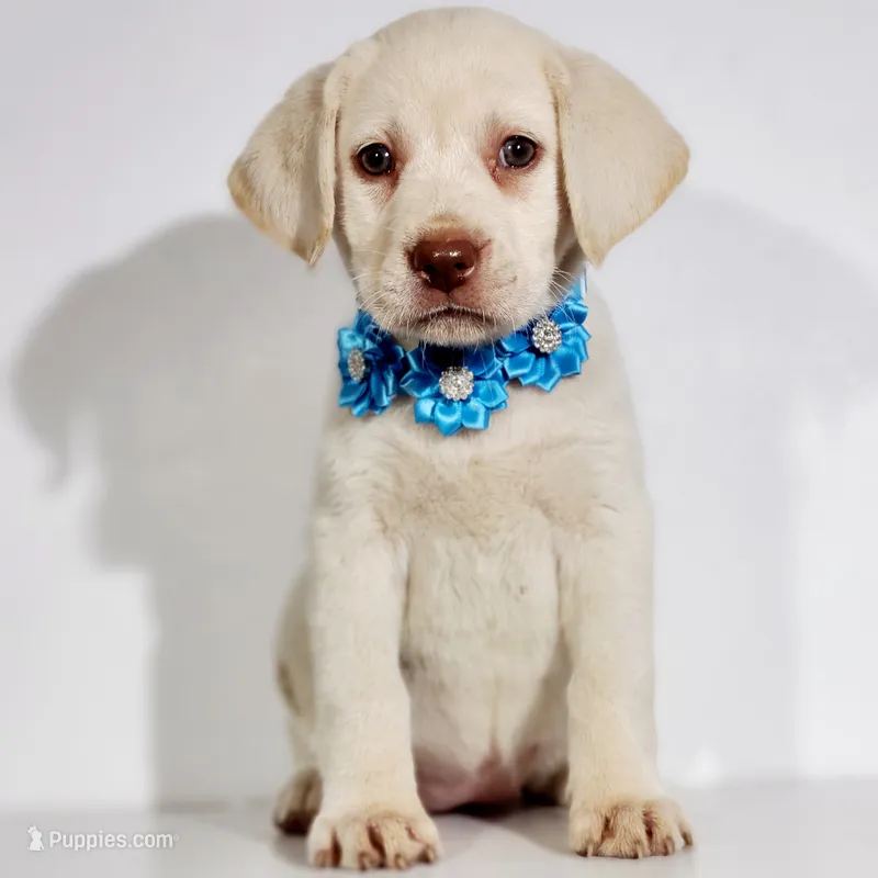 LIGHT BLUE COLLAR (FULL ENGLISH) – Labrador Retriever puppy for sale in Carson City, MI