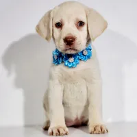 SADIE, a female Labrador Retriever for sale in Carson City, MI – 1 of 7