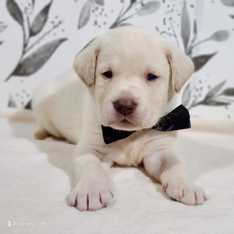 FULL ENGLISH BLACK COLLAR – Labrador Retriever puppy for sale in Carson City, MI