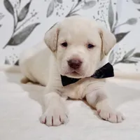 FULL ENGLISH BLACK COLLAR, a male Labrador Retriever for sale in Carson City, MI – 1 of 2